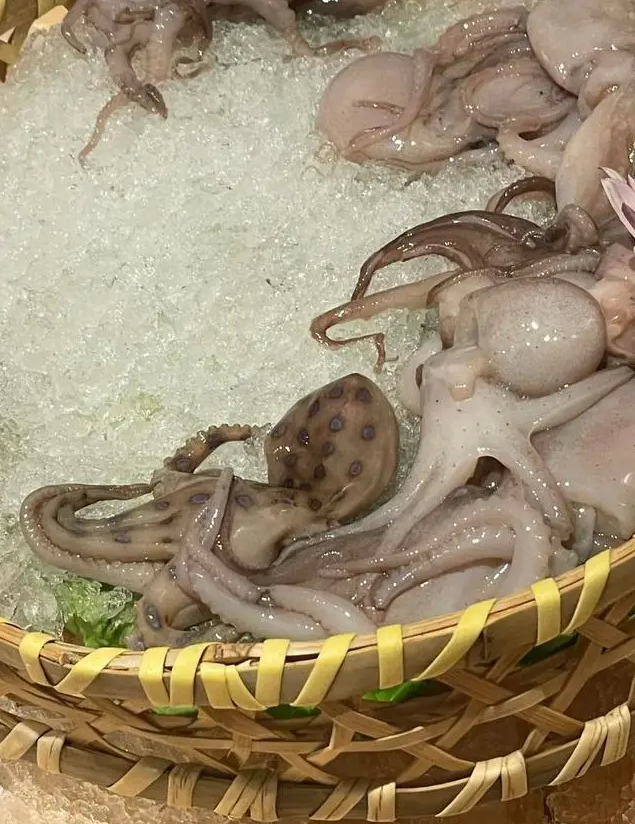 涮火锅发现蓝环章鱼?研究人员回应 有剧毒