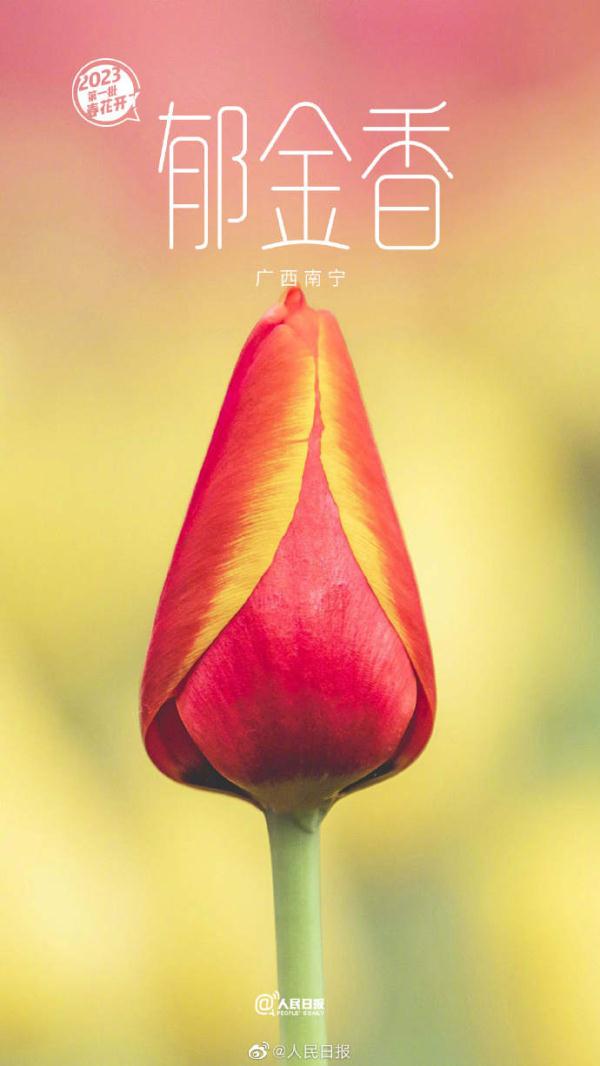 2023年第一批春花开了 （是什么花）