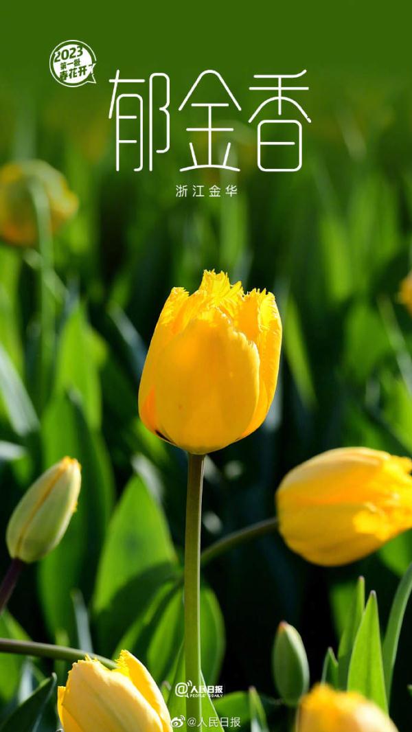 2023年第一批春花开了 （是什么花）
