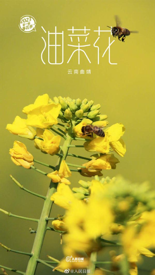 2023年第一批春花开了 （是什么花）