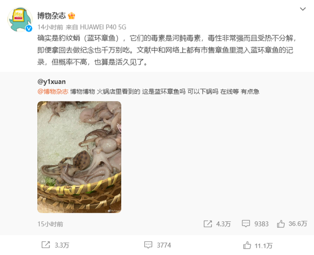 涮火锅发现蓝环章鱼?研究人员回应 有剧毒