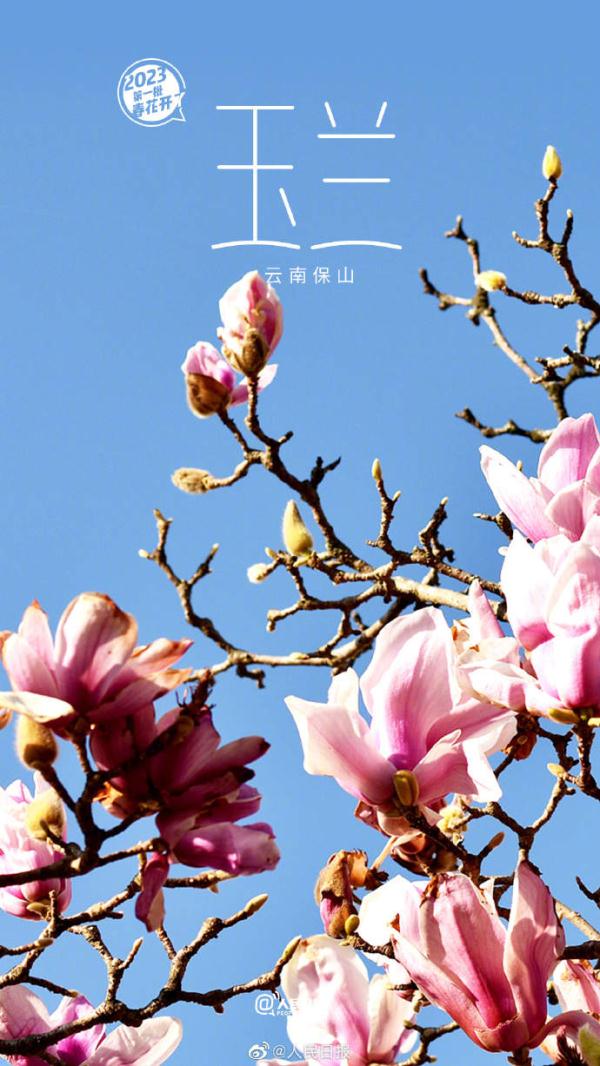 2023年第一批春花开了 （是什么花）