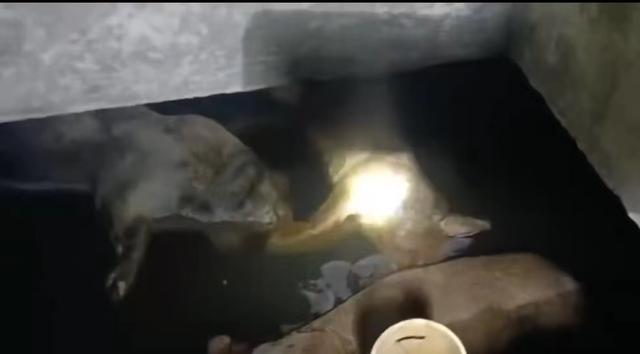 村庄饮水池现15头死猪:泡6天才发现 （猪场涉嫌违法）