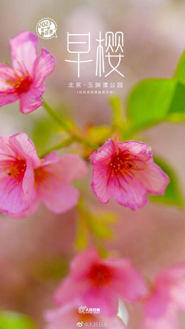 2023年第一批春花开了 （是什么花）