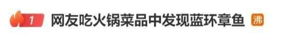 涮火锅发现蓝环章鱼?研究人员回应 有剧毒