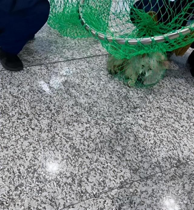 机场回应因托运太贵狗狗被就地遗弃 （真相是什么）