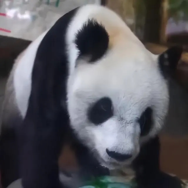 美动物园称希望再租借一对年轻熊猫（究竟是什么呢）