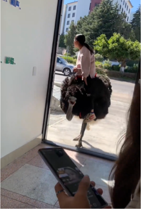 云南小女孩骑鸵鸟上学从容淡定 （鸵鸟是可以骑的）