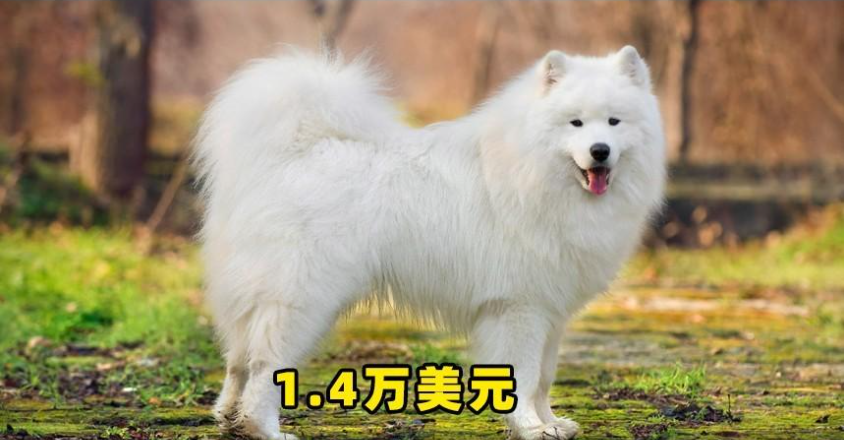 世界最贵的狗排名第一（盘点十大名狗狗）