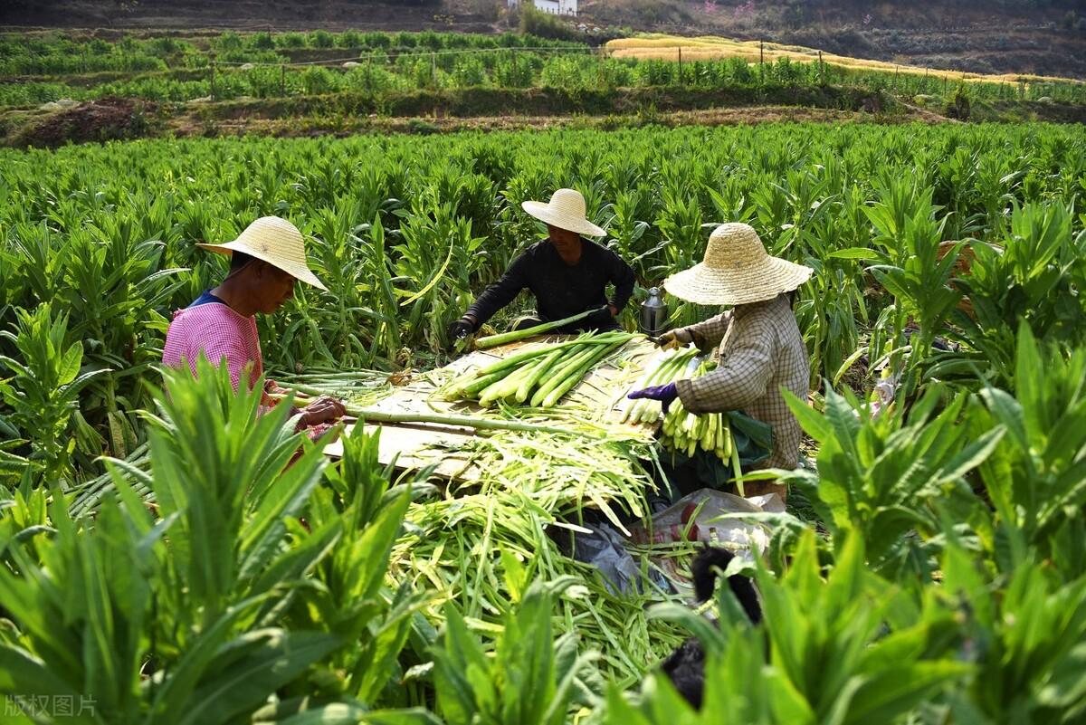 贡菜是什么菜是不是莴笋（贡菜到底是不是莴笋呢）