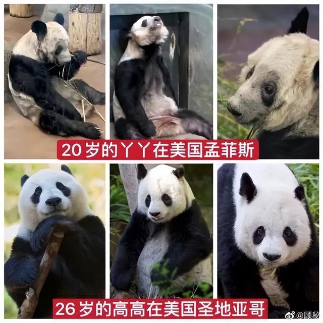 美动物园称希望再租借一对年轻熊猫（究竟是什么呢）