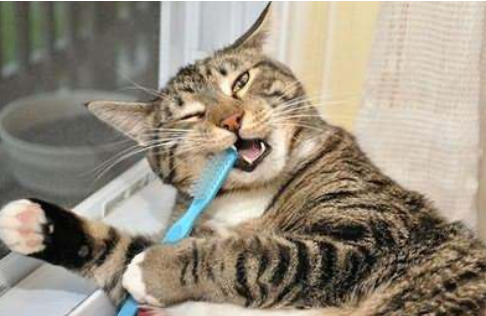 猫咪换牙顺序图解图片（猫咪也回换牙吗）