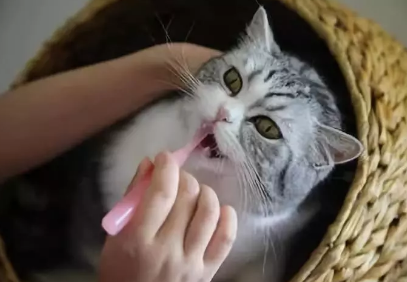 猫咪换牙顺序图解图片（猫咪也回换牙吗）