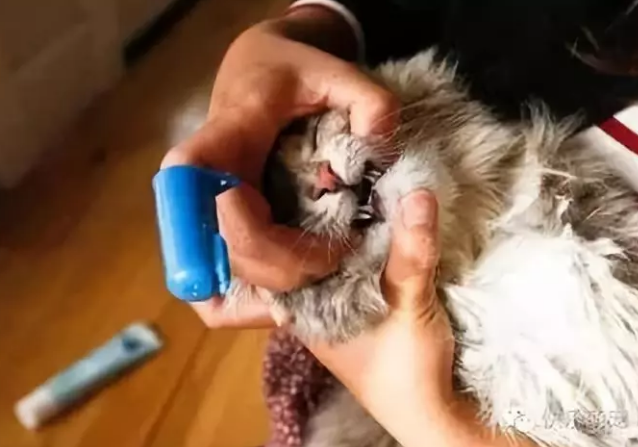 猫咪换牙顺序图解图片（猫咪也回换牙吗）