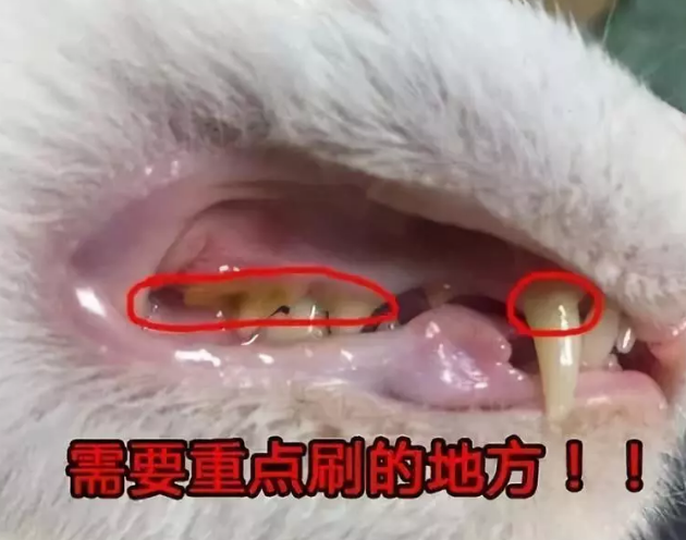 猫咪换牙顺序图解图片（猫咪也回换牙吗）