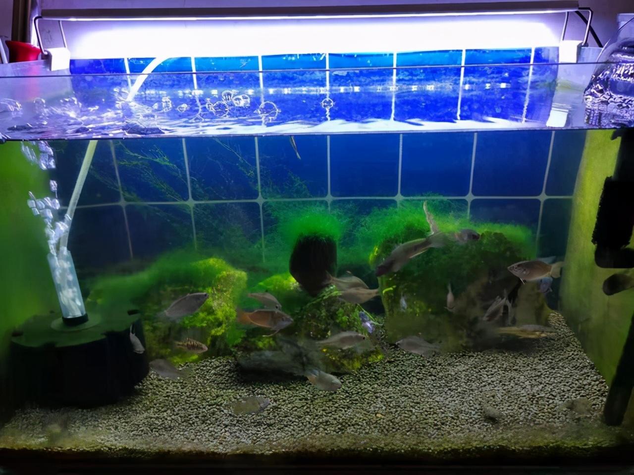 鱼缸什么牌子的质量好又不贵（浅谈鱼缸以及观赏鱼品种的选择）