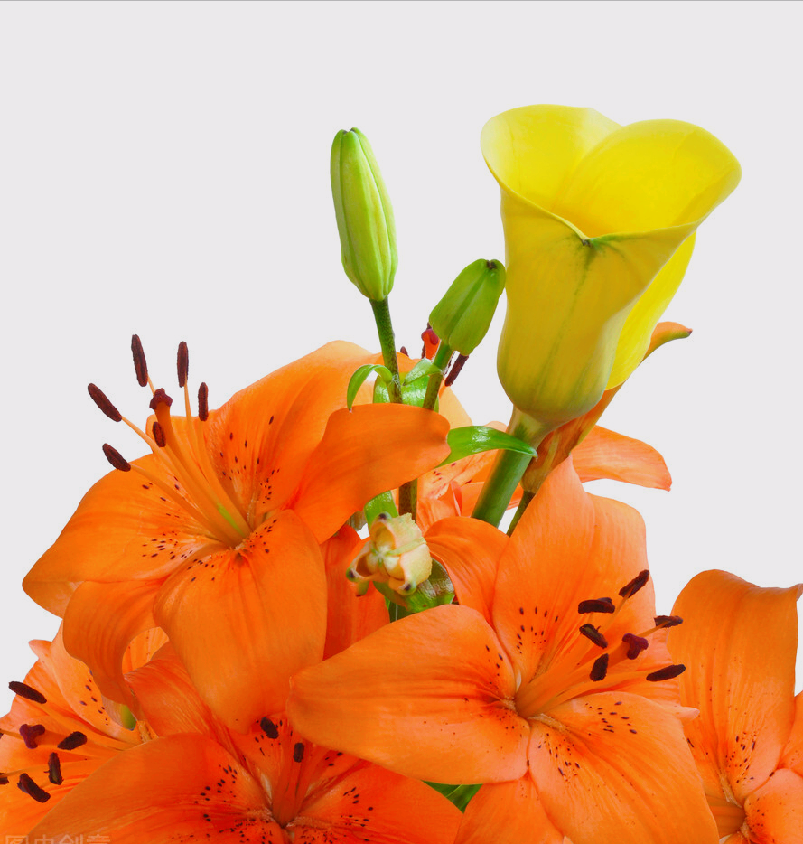 8月开什么花（八月份都开些什么花）