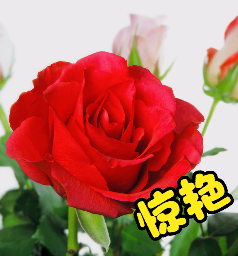 8月开什么花（八月份都开些什么花）