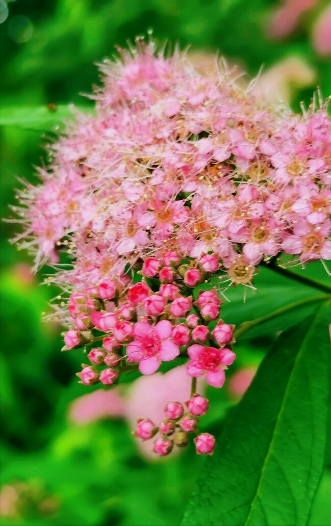 8月开什么花（八月份都开些什么花）