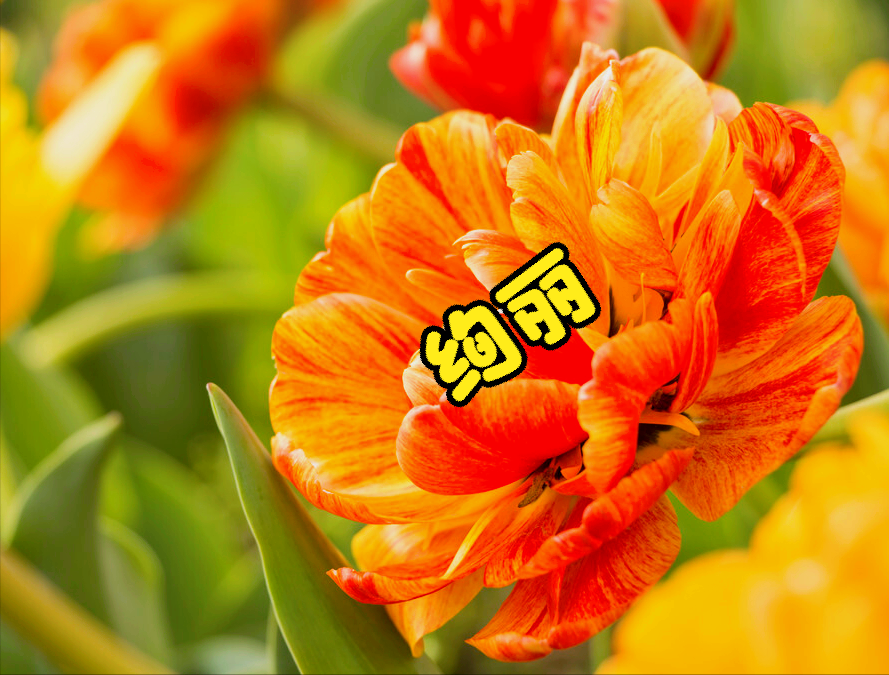 8月开什么花（八月份都开些什么花）
