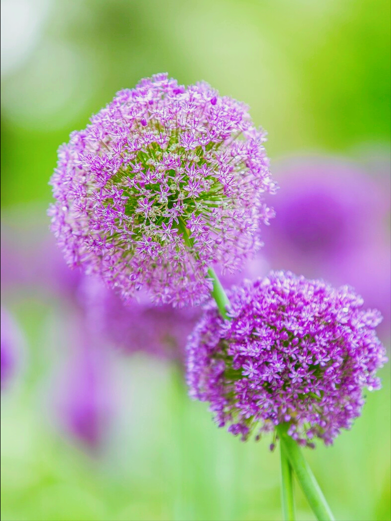 8月开什么花（八月份都开些什么花）