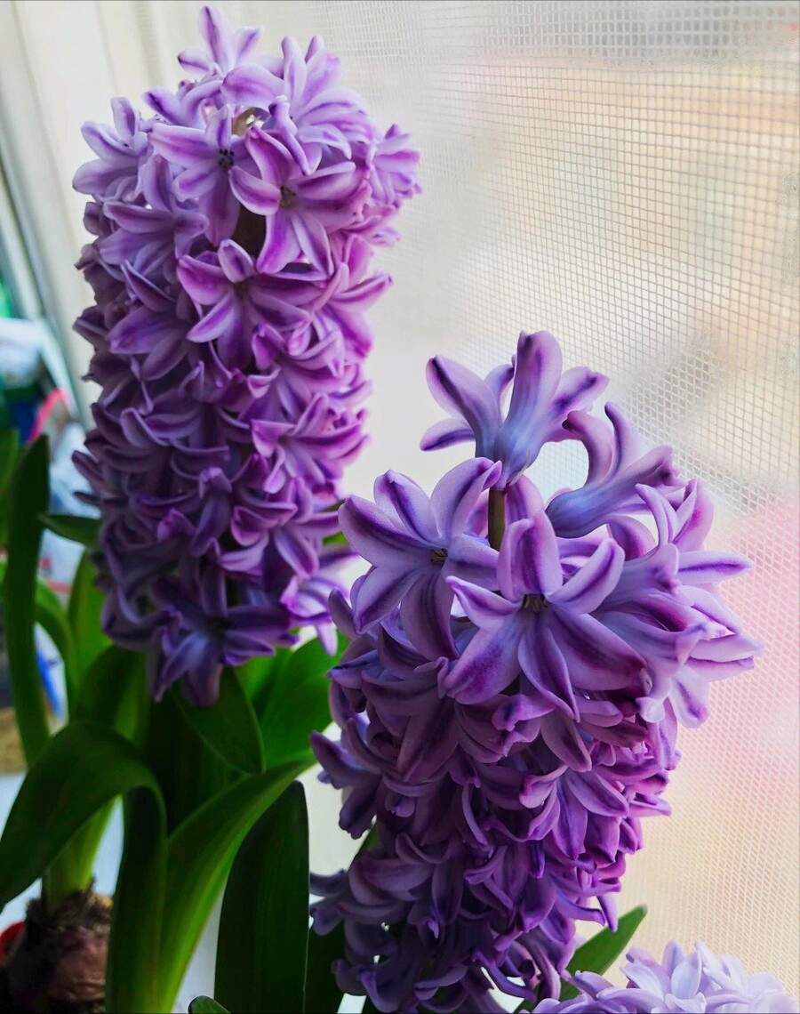 8月开什么花（八月份都开些什么花）