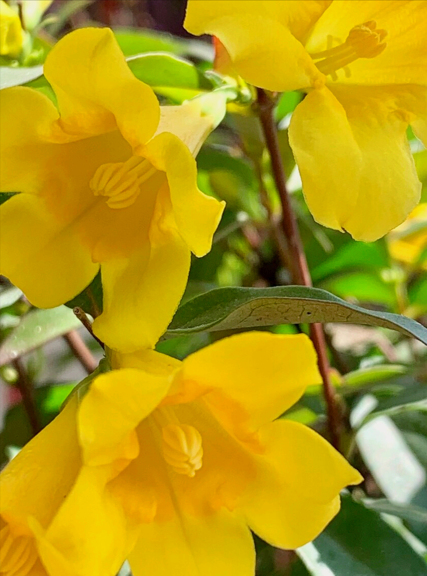 8月开什么花（八月份都开些什么花）