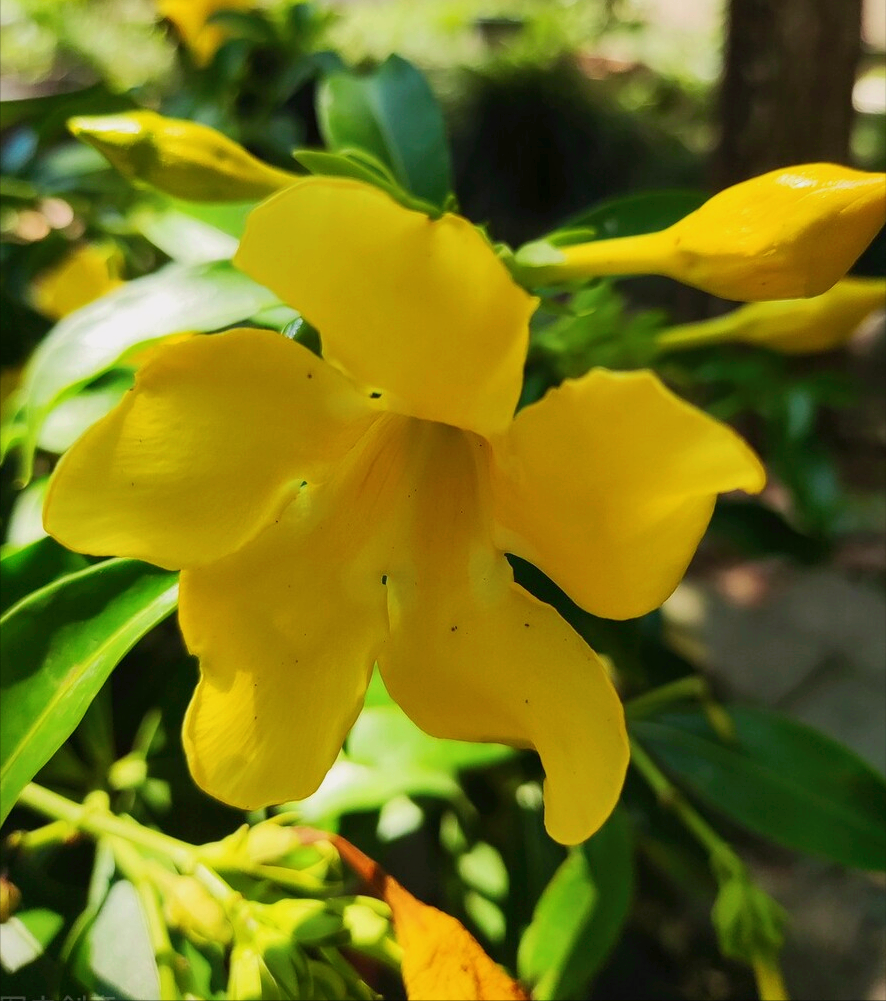 8月开什么花（八月份都开些什么花）