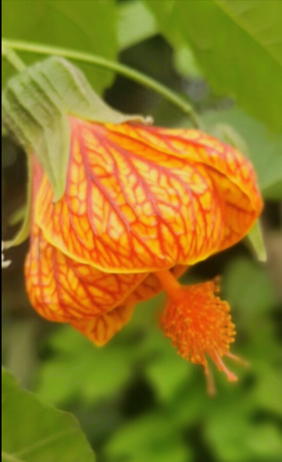 8月开什么花（八月份都开些什么花）