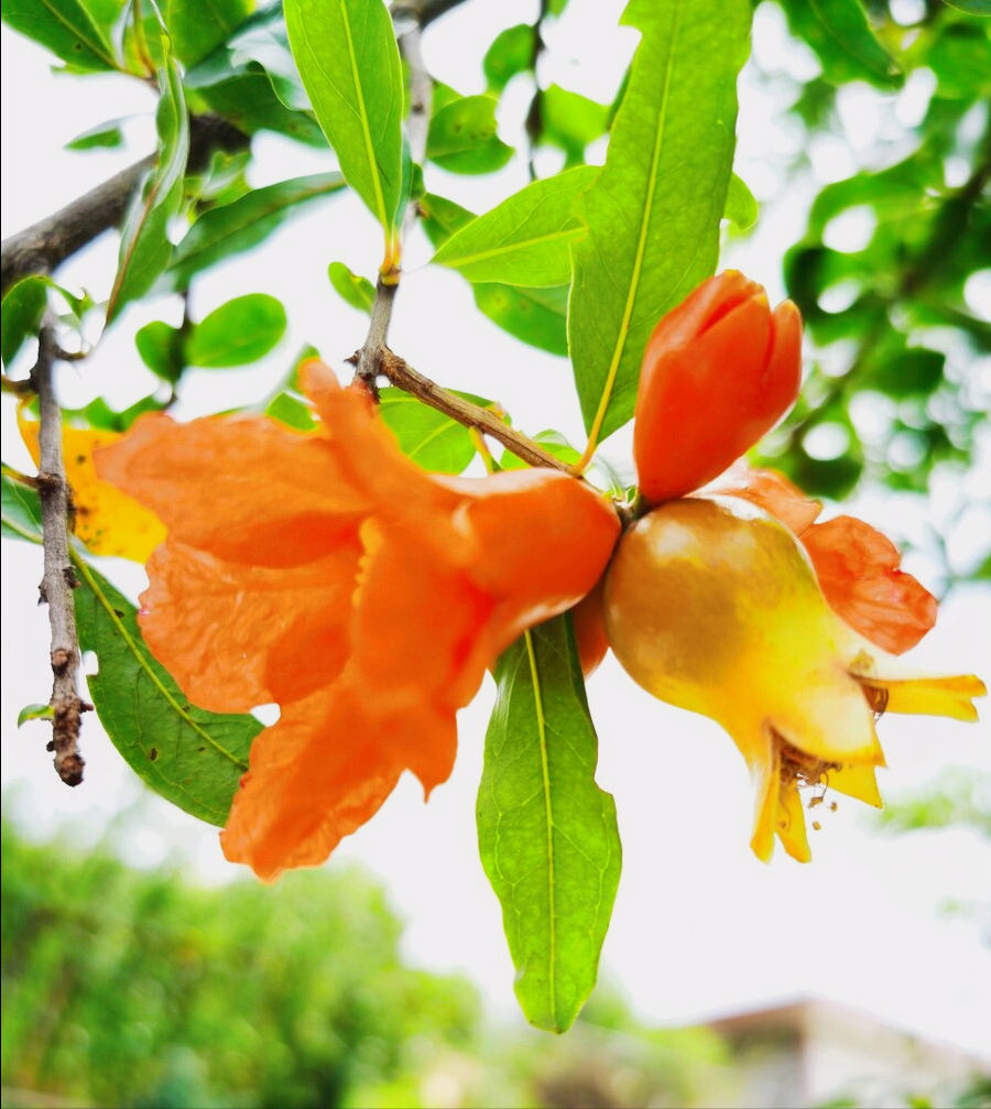 8月开什么花（八月份都开些什么花）