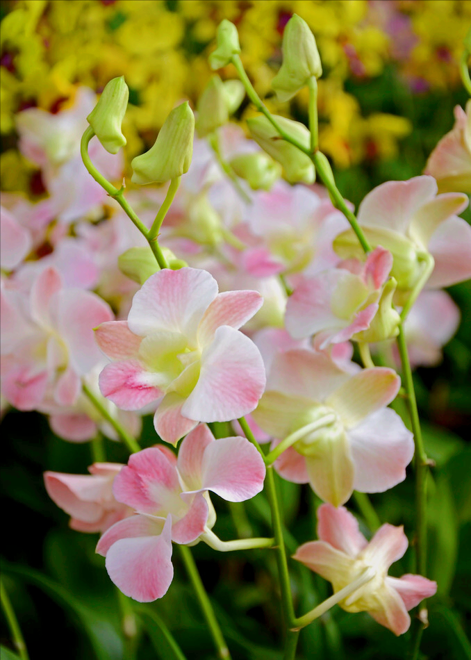 8月开什么花（八月份都开些什么花）