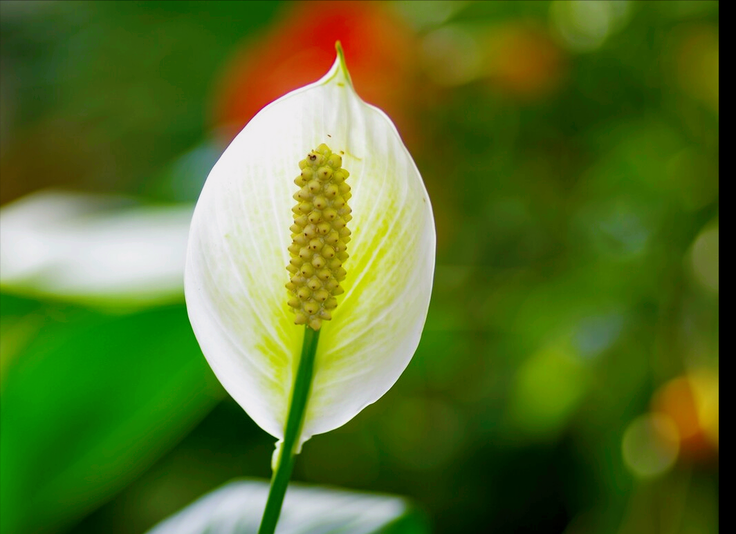 8月开什么花（八月份都开些什么花）