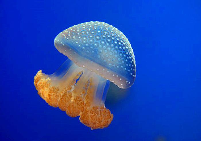 水母和海蜇的区别（水母和海蜇究竟有什么区别呢）