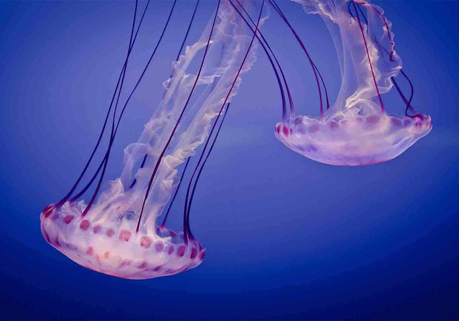 水母和海蜇的区别（水母和海蜇究竟有什么区别呢）