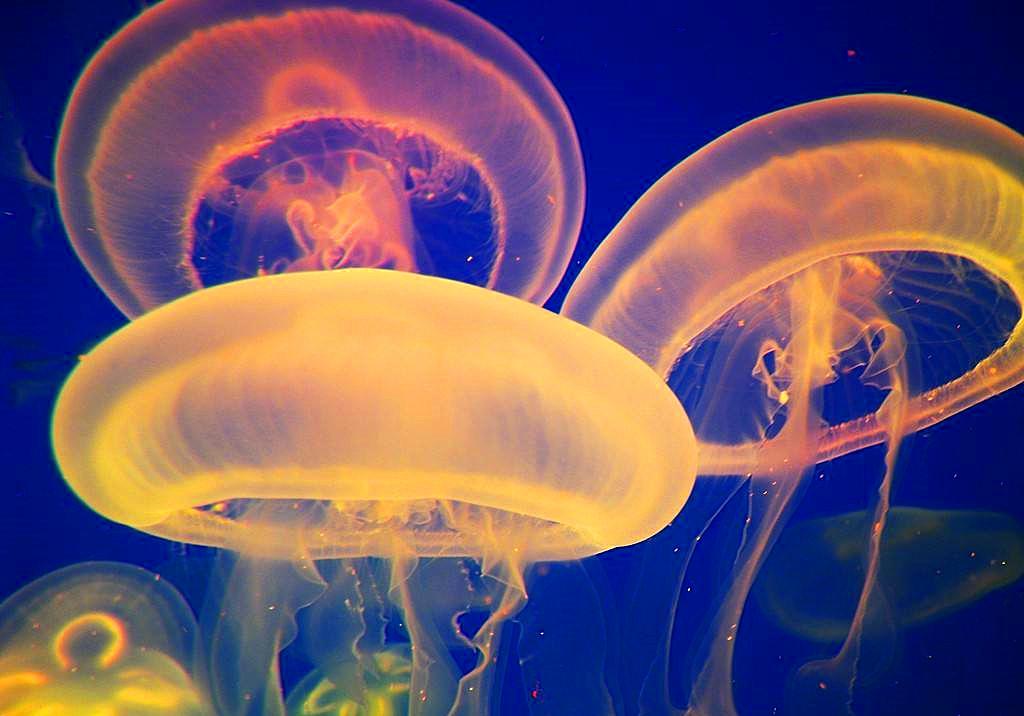 水母和海蜇的区别（水母和海蜇究竟有什么区别呢）