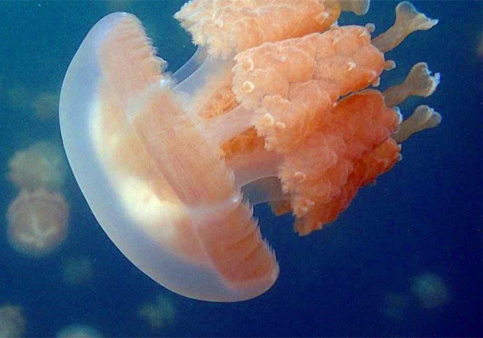 水母和海蜇的区别（水母和海蜇究竟有什么区别呢）