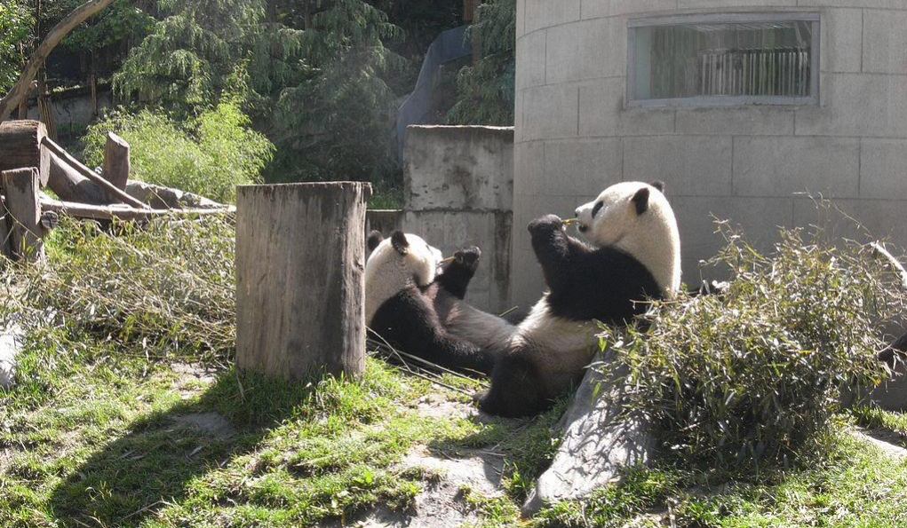 熊猫的特点和生活特征和爱好（大熊猫有哪些生活习性，为什么还能促进中外友好呢）
