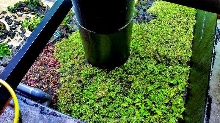 水草灯哪个牌子好（水草灯应该怎么去选呢）