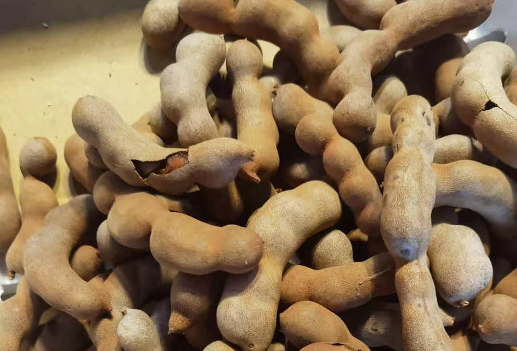 50种热带水果（十种西双版纳的热带水果）