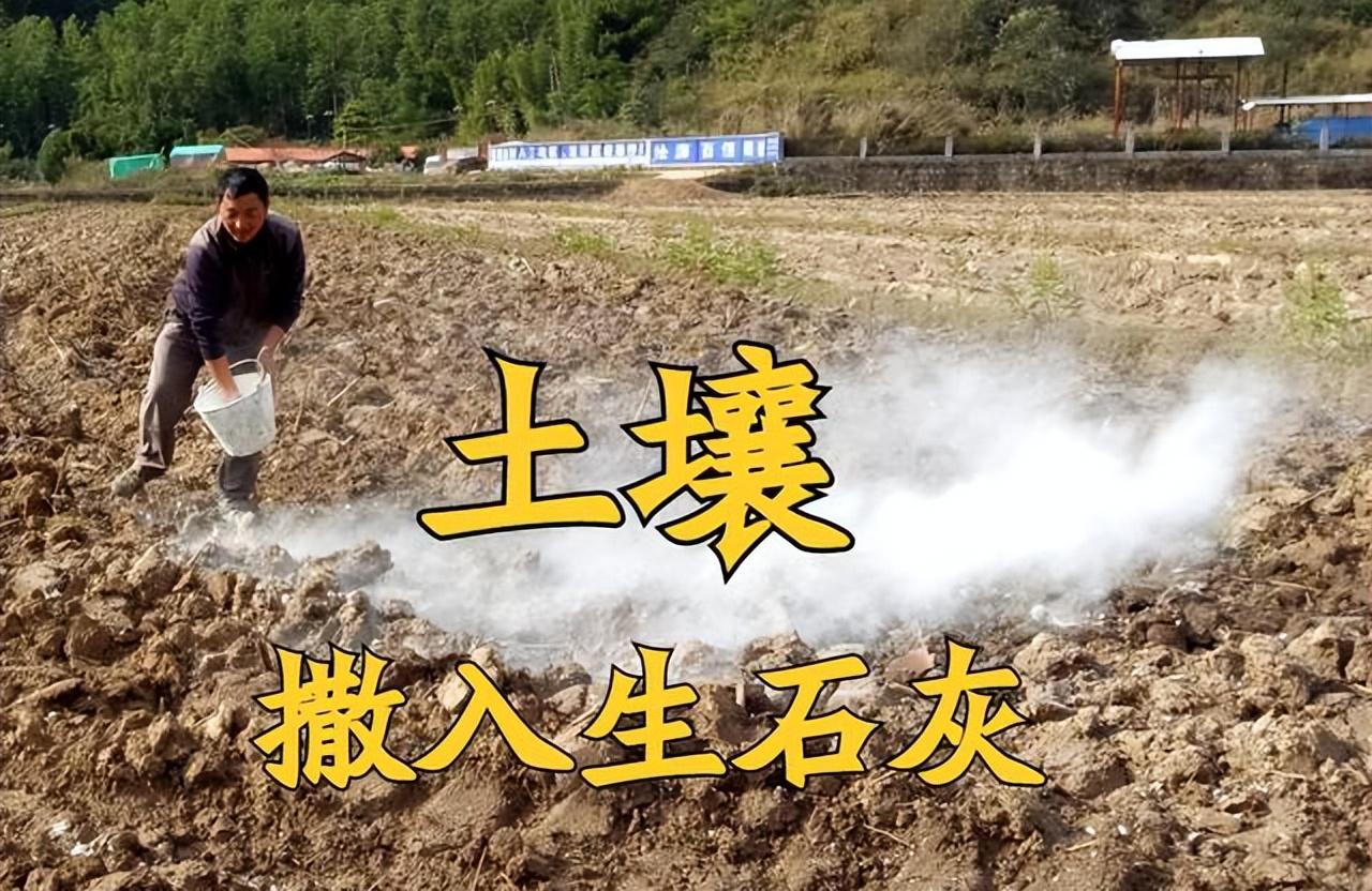 生石灰的主要成分是什么（生石灰是如何解决土壤酸化、土壤病害的）