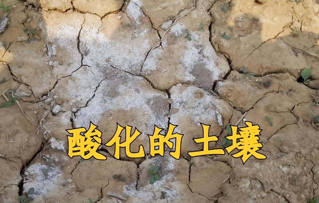 生石灰的主要成分是什么（生石灰是如何解决土壤酸化、土壤病害的）