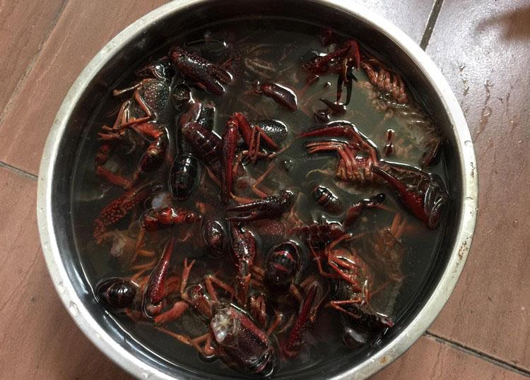活的小龙虾怎么洗简单又干净（轻松就能洗干净小龙虾的方法）