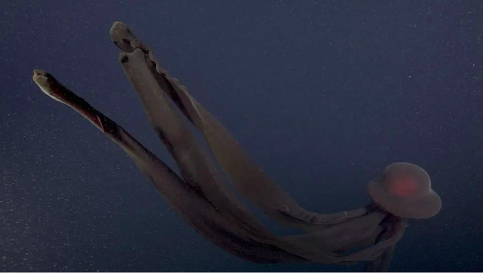 世界上最恐怖的水母图片（巨型冥河水母现身加州深海，海洋深处究竟有多恐怖呢）