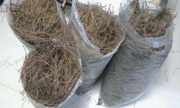 松针土是酸性还是碱性（松针土养花好吗）