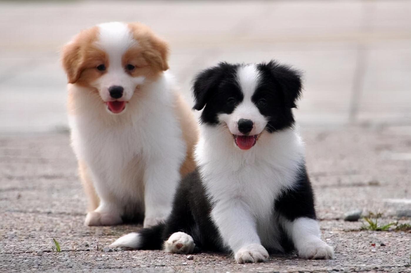 边牧犬多少钱一只幼崽（边牧犬一只要多少钱呢）