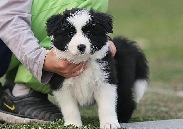 边牧犬多少钱一只幼崽（边牧犬一只要多少钱呢）