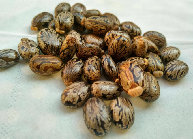 麻子是什么植物的种子（人称​大麻子是什么）