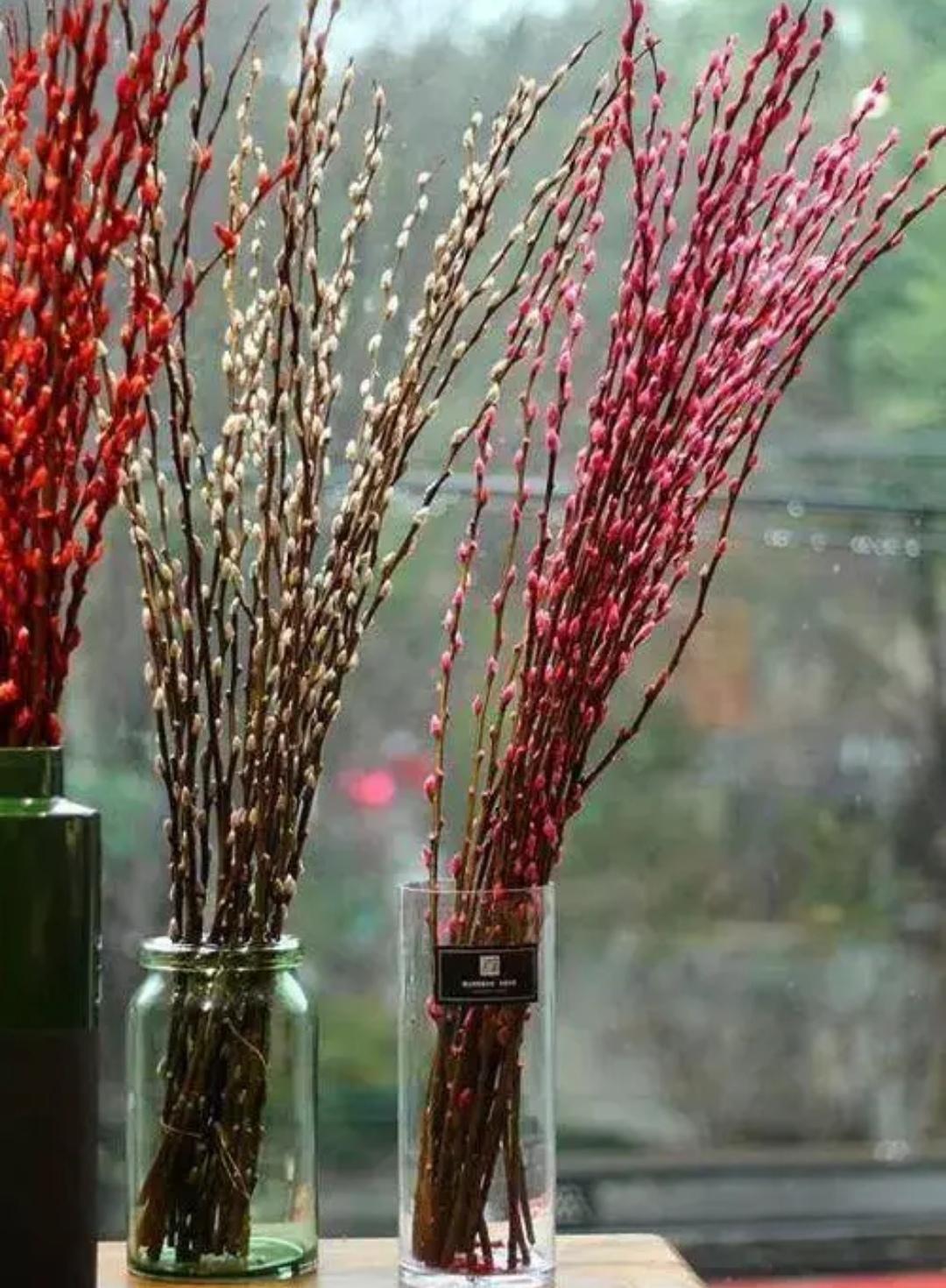 银柳是干养还是水培（年宵花银柳是干插还是水培好呢）