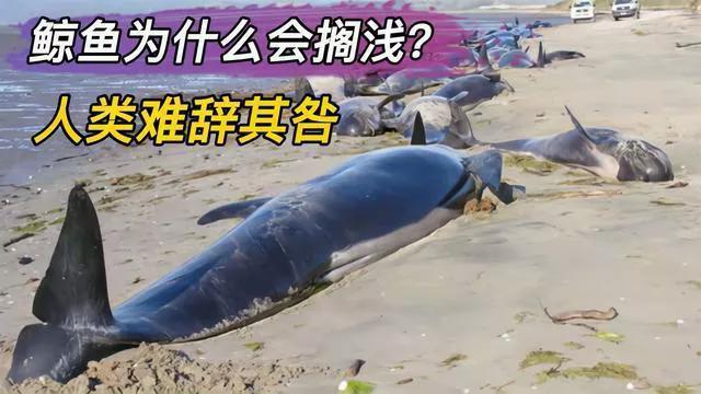 鲸鱼为什么会搁浅海滩（鲸鱼搁浅的原因是什么呢）