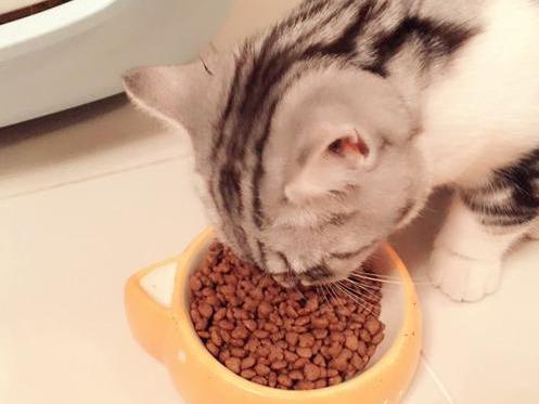 自制猫饭食谱（猫饭的自制方法）